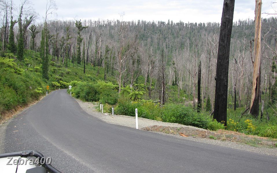 02-New vegetation on the recently opened road to Steavenson Falls.JPG